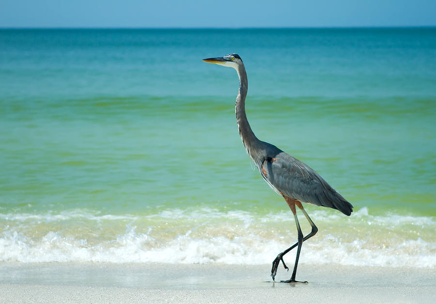 Egret Photograph - Heron On A Sunny Beach In Florida #2 by Fizzy Image