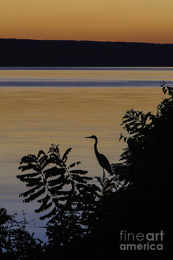 Heron Silhouette #2 Photograph by Michele Steffey