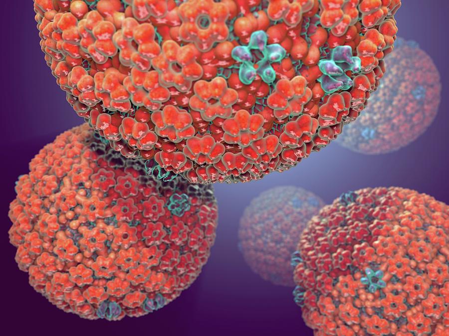 Biology Photograph - Herpes Simplex Virus #2 by Hipersynteza
