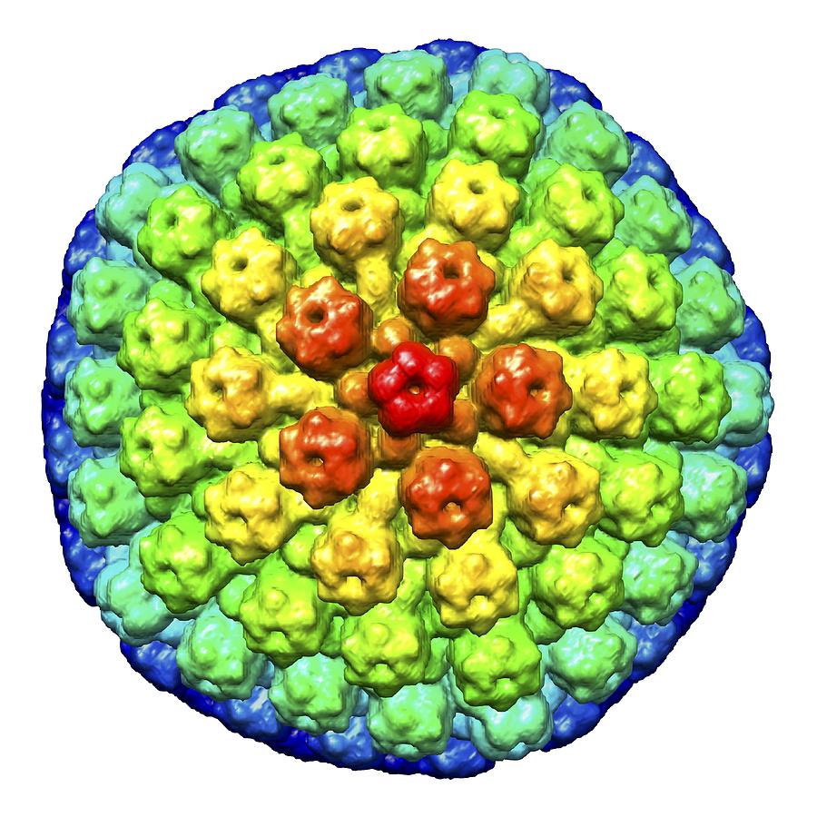 Capsid Photograph - Herpes virus particle, artwork #2 by Science Photo Library