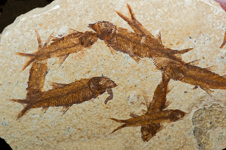 Herring Fish Fossil #2 Photograph by Millard H. Sharp