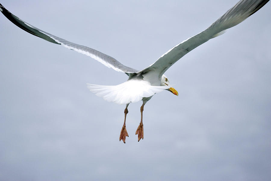 Wildlife Photograph - Herring Gull #2 by John Devries/science Photo Library