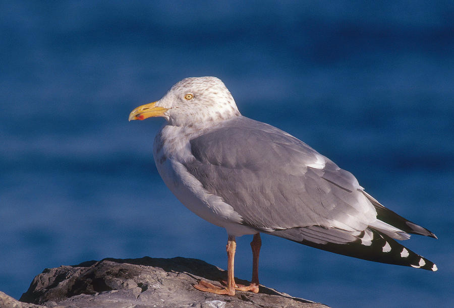 Herring Gull #2 Photograph by Paul J. Fusco