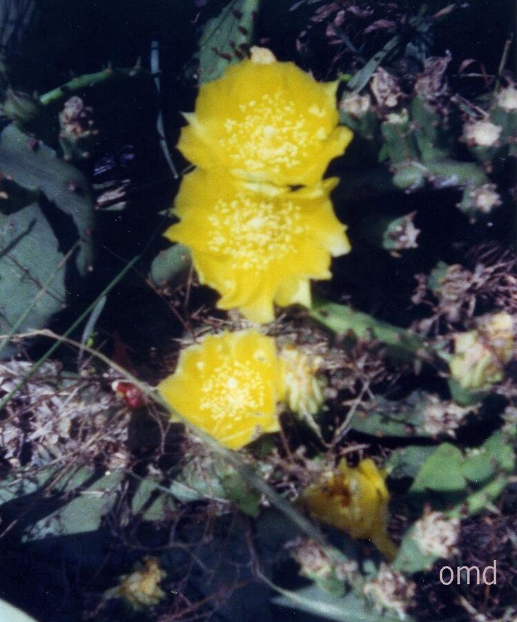 Yellow Photograph - Hidden Catus by Olivia Dickerson Yellow Photograph - Hidden Catus by Olivia Dickerson