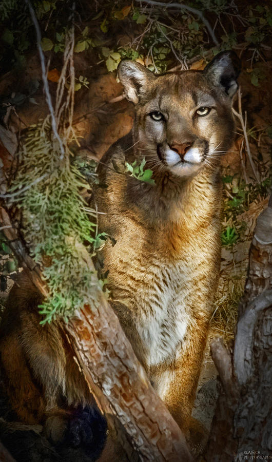 Florida Panthers Photograph - Hiding by Elaine Malott