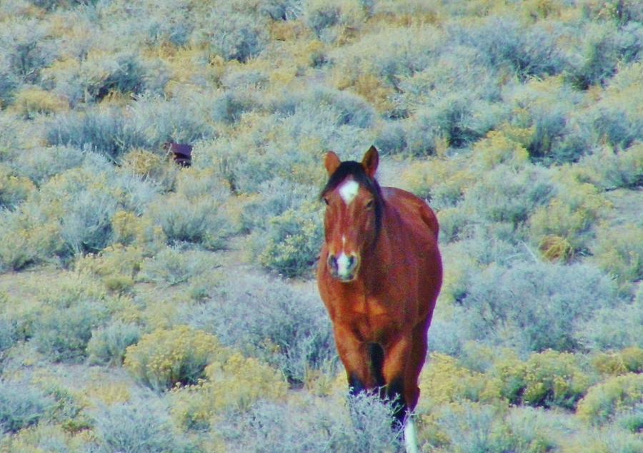 Hiding Photograph by Marilyn Diaz | Fine Art America