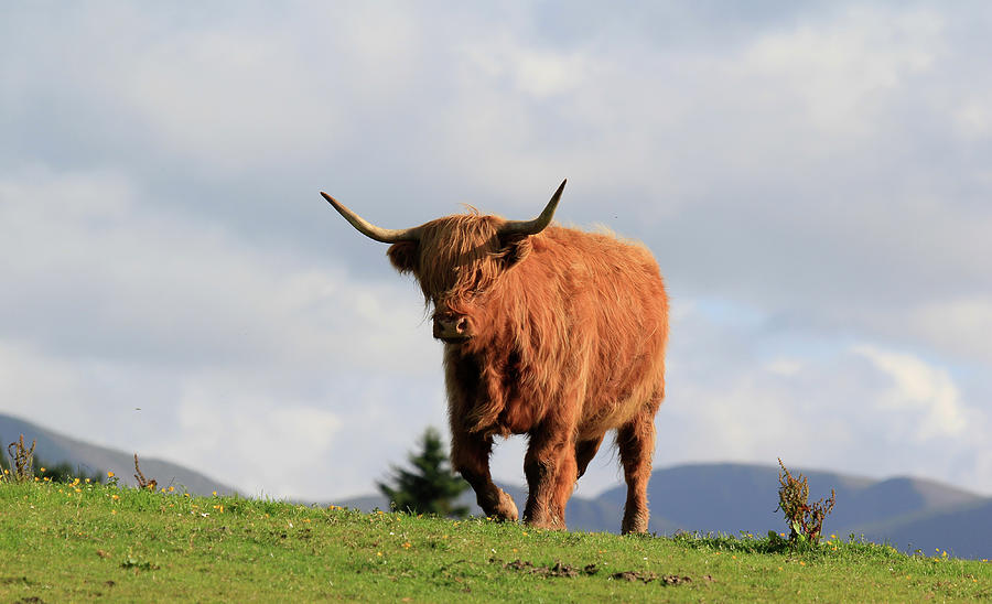 Highland Bull #2 Photograph by Photography By Linda Lyon