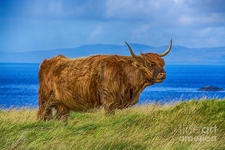 Highland Cow #2 Photograph by Chris Thaxter