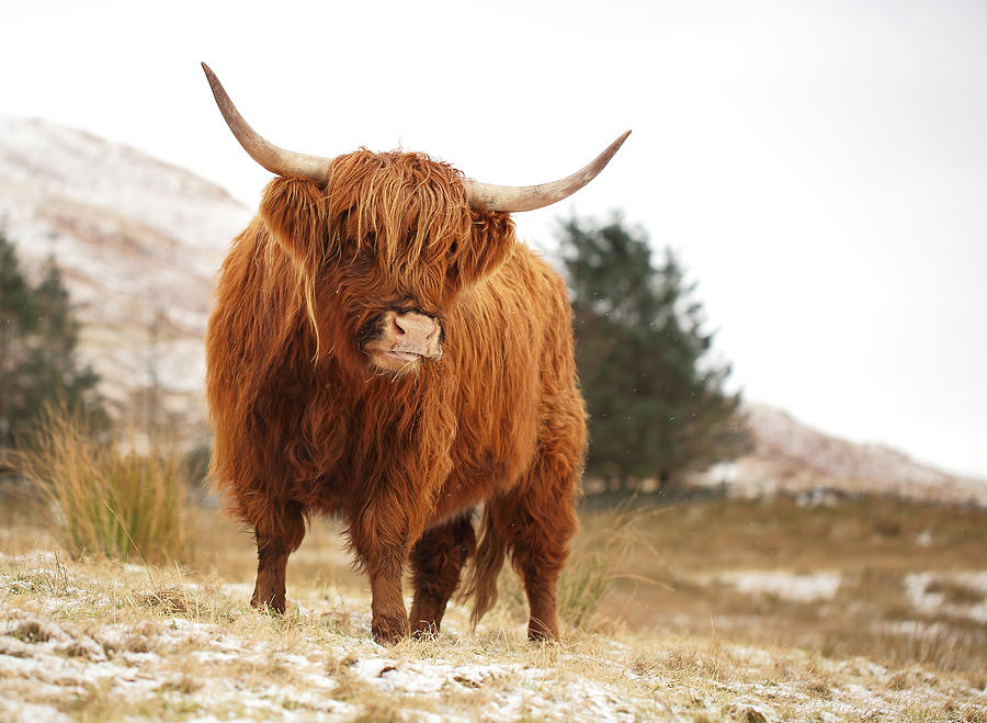 Highland Cattle Photograph - Highland Cow by Grant Glendinning