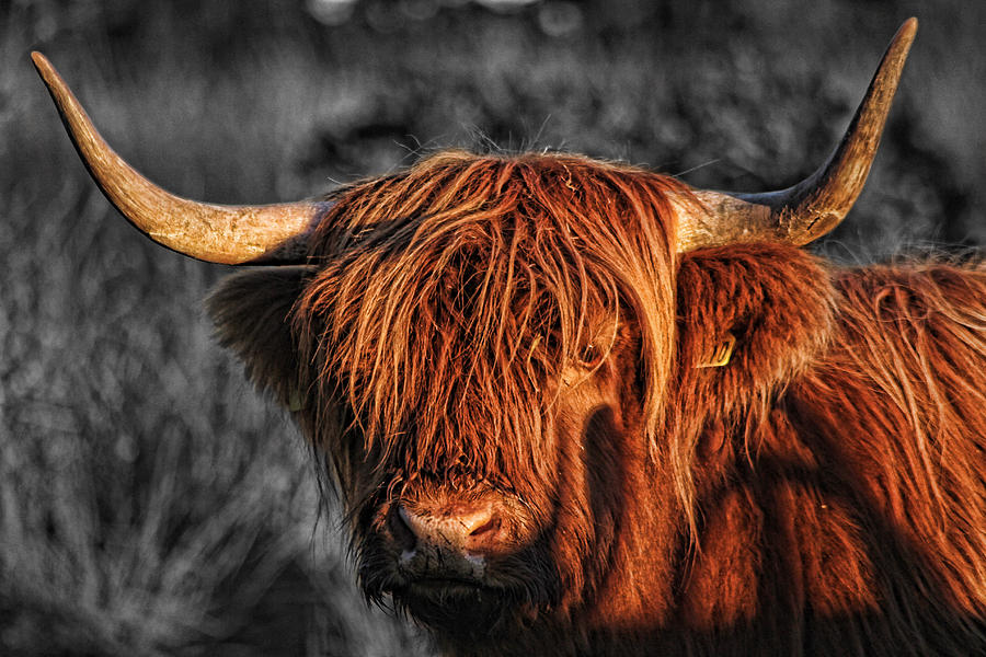 Highland Cow Photograph by Les McLuckie | Fine Art America