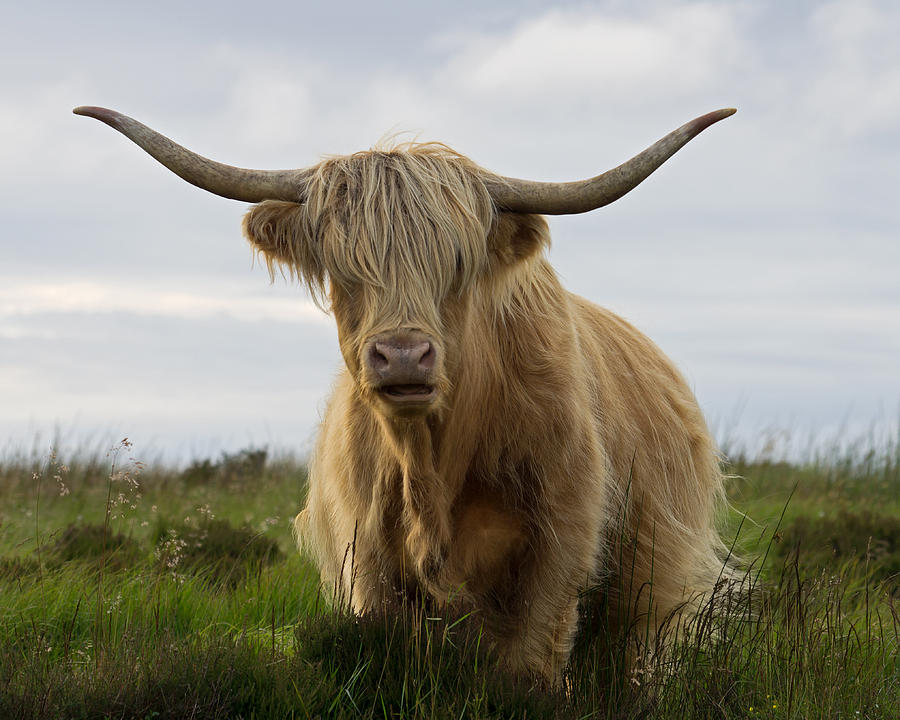Cow Photograph - Highland Cow on Exmoor #2 by Pete Hemington