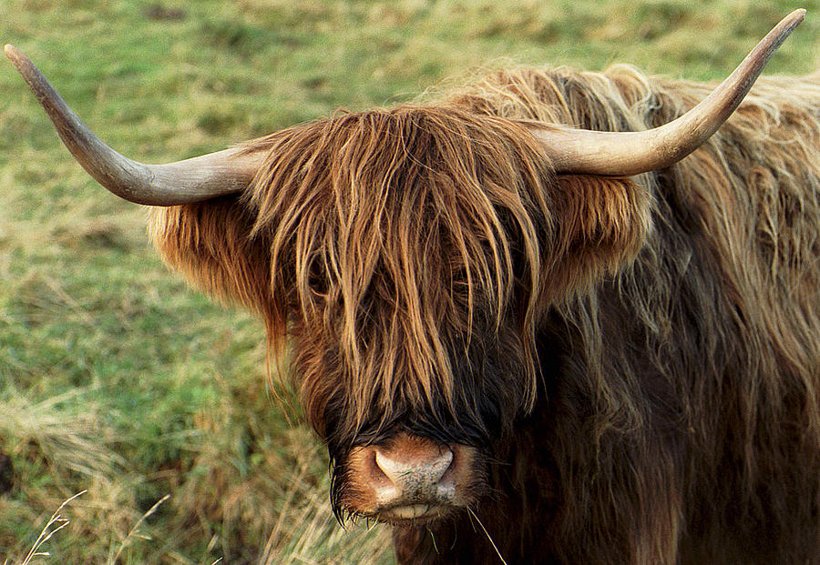 Highland Cow Photograph by Philip Ralley - Fine Art America