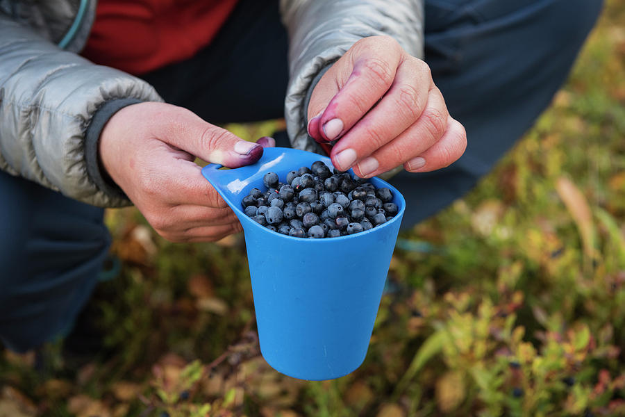 Hiker Picking Wild Blueberries Photograph by Cody Duncan - Fine Art America