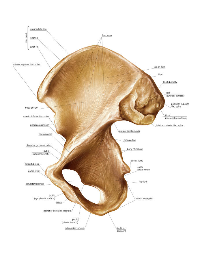 Hip Muscles Diagram Labeled / Anatomical diagram showing a front view