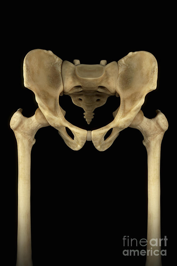 Hip Bones Male Photograph by Science Picture Co
