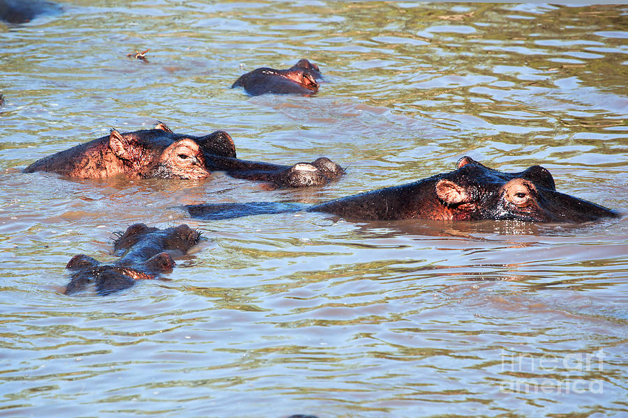 Hippopotamus Photograph - Hippopotamus group in river. Serengeti. Tanzania. #2 by Michal Bednarek