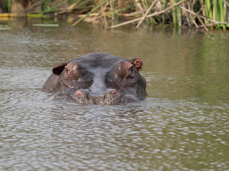 Hippopotamus Photograph - Hippopotamus Hippopotamus Amphibius #2 by Panoramic Images