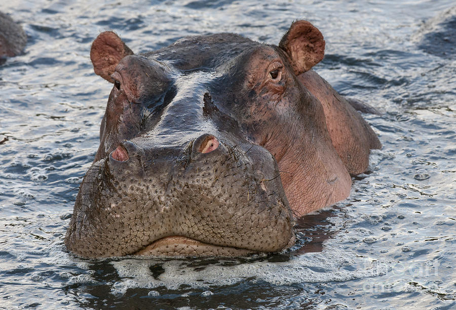 Hippopotamus #2 Photograph by John Shaw