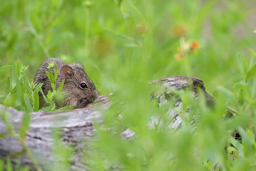 Hispid Cotton Rat (sigmodon Hispidus Photograph by Larry Ditto Fine