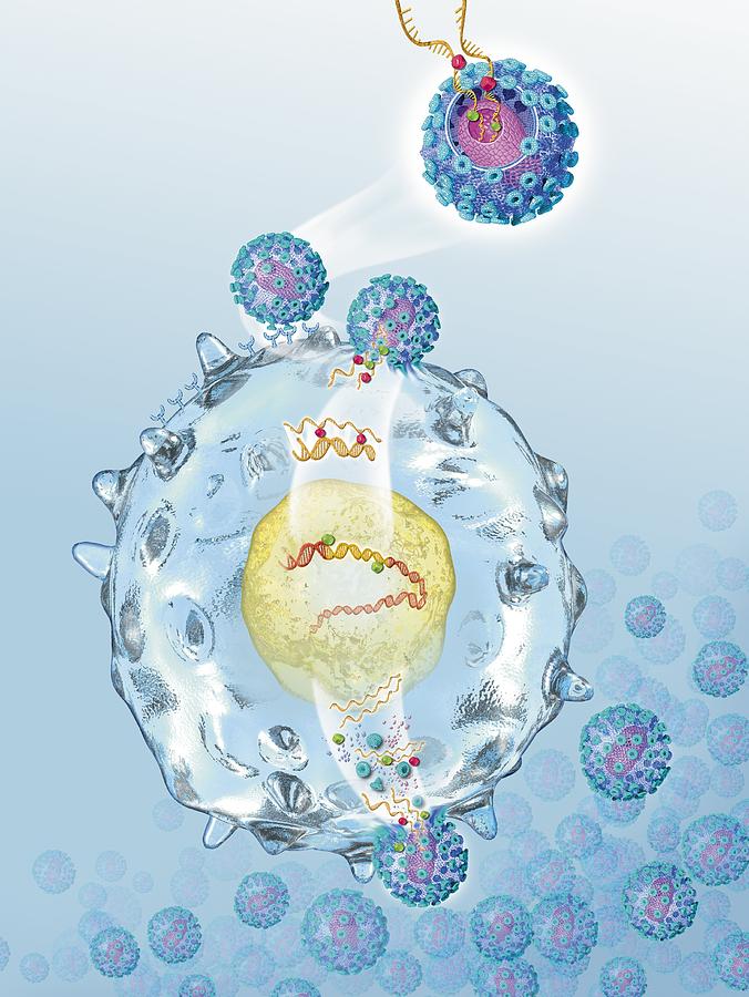 Acquired Immune Deficiency Syndrome Photograph - HIV invading white blood cell, artwork #2 by Science Photo Library