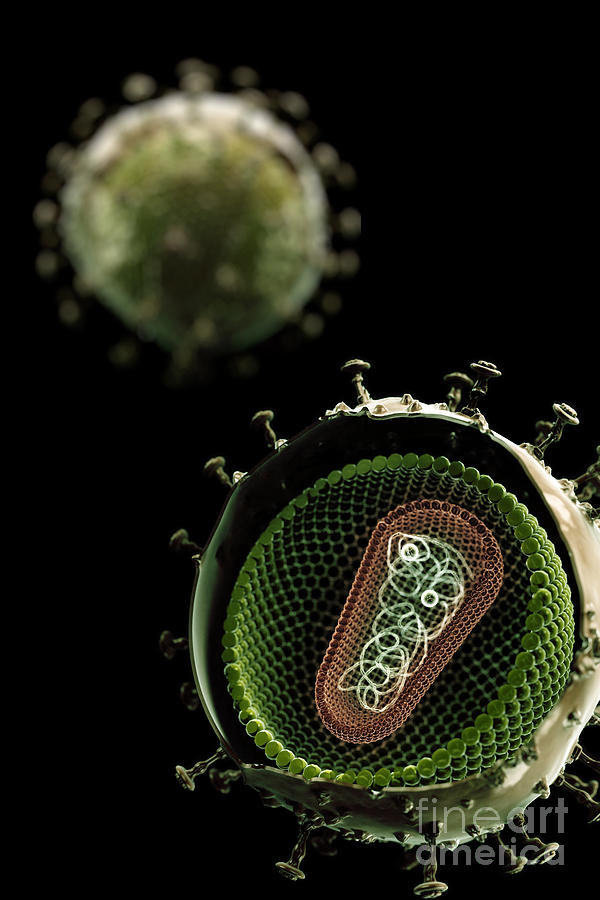 Hiv Structure #2 Photograph by Science Picture Co