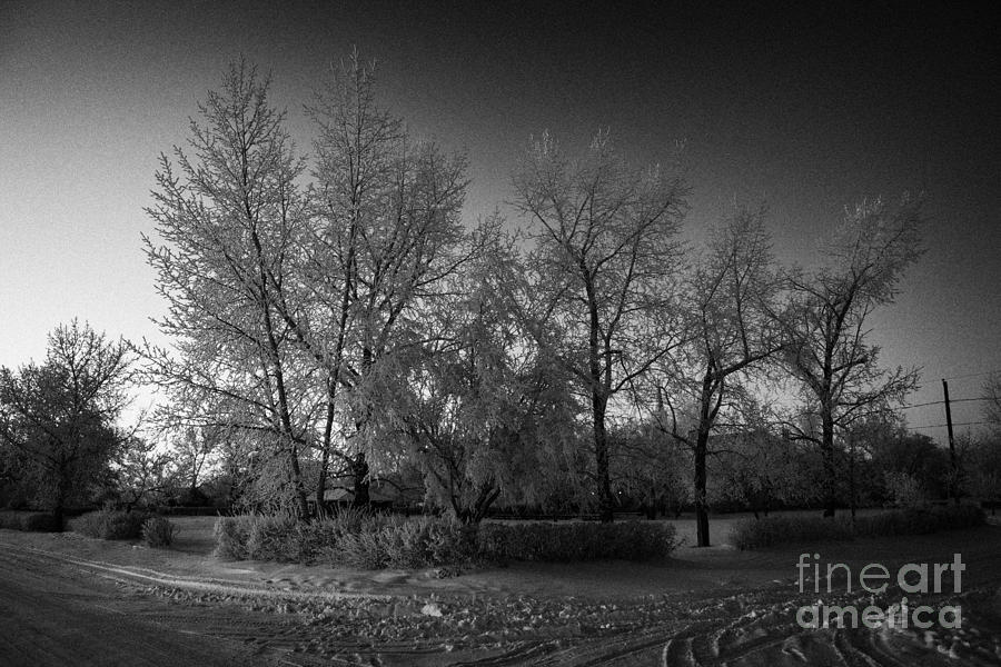 Tree Photograph - hoar frost covered trees on street in small rural village of Forget Saskatchewan Canada #2 by Joe Fox