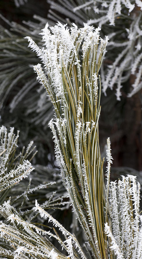 Hoar Frost #2 Photograph by Steven Ralser