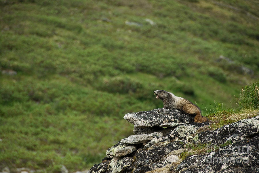 Hoary Marmot #2 Photograph by Mark Newman