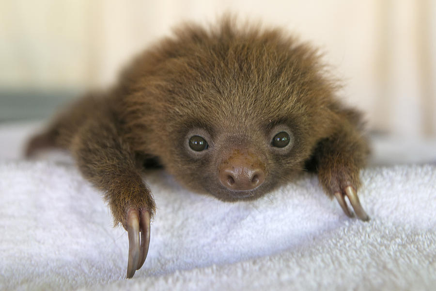 Hoffmanns Two-toed Sloth Orphan #2 Photograph by Suzi Eszterhas