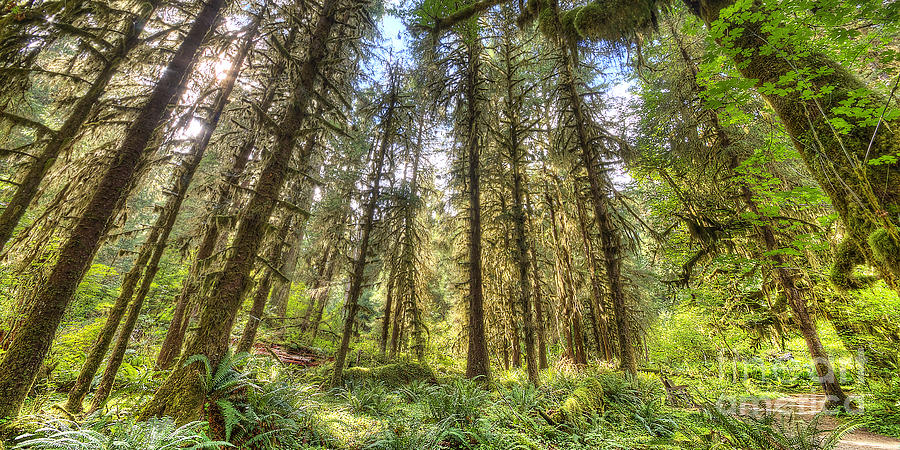 Hoh Rain Forest Photograph by Twenty Two North Photography - Fine Art ...