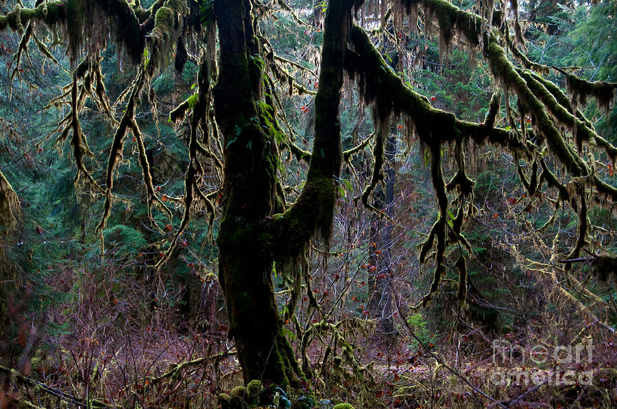 Hoh Rainforest, Olympic National Park #2 Photograph by Mark Newman