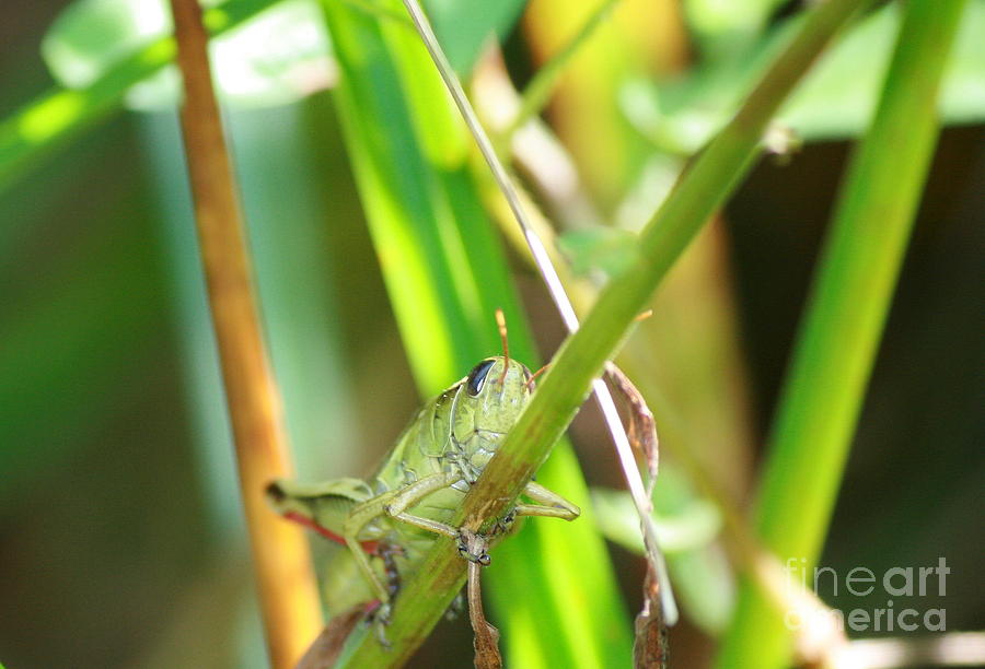 Grasshopper Photograph - Holding On by Neal Eslinger