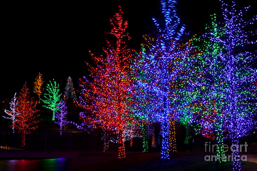 Holiday Trees #2 Photograph by Anthony Totah