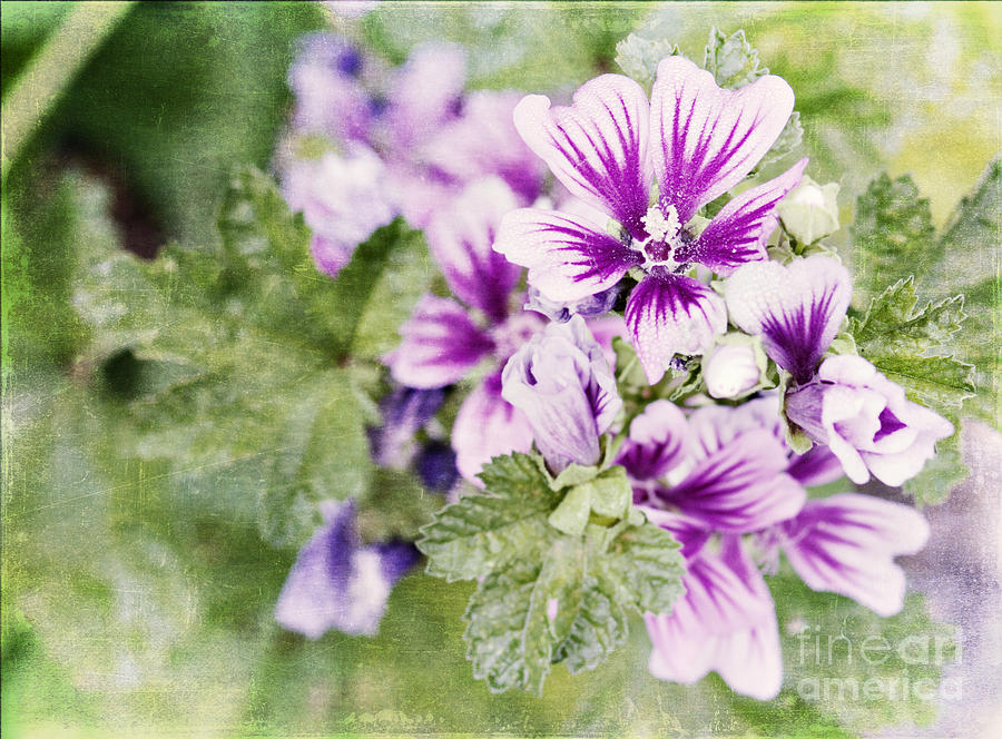 Hollyhocks by Pam Holdsworth Hollyhocks by Pam Holdsworth
