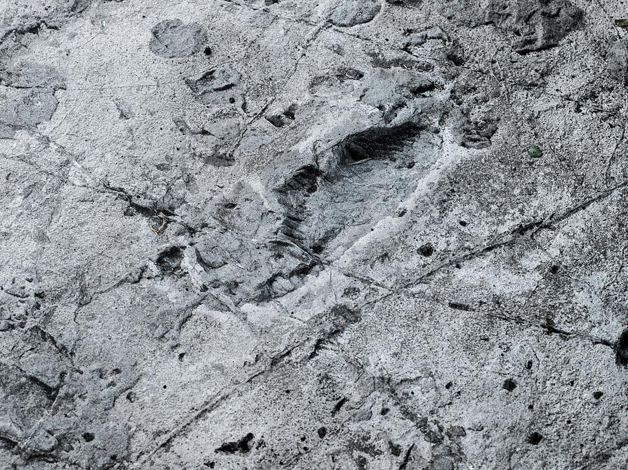 Hominid Footprint #2 Photograph by Javier Trueba/msf/science Photo Library