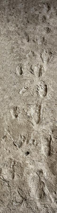 Prehistoric Photograph - Hominid Footprints #2 by Javier Trueba/msf/science Photo Library