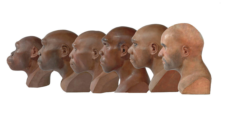 Hominid Reconstruction Sequence #2 Photograph by Natural History Museum, London/science Photo Library