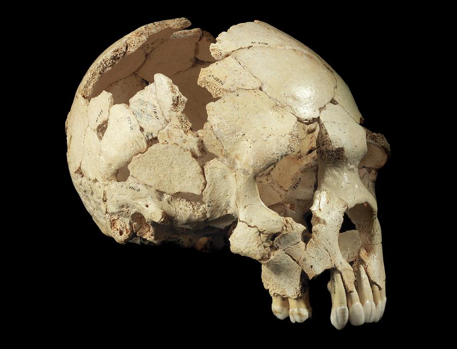 Skull Photograph - Hominin Skull From Sima De Los Huesos #2 by Javier Trueba/msf