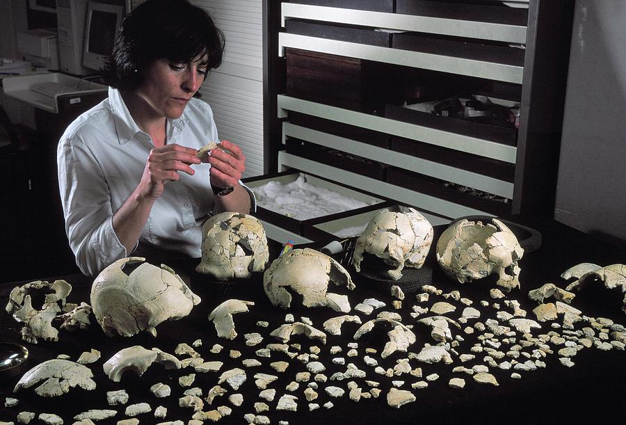 Skull Photograph - Hominin Skulls From Sima De Los Huesos #2 by Javier Trueba/msf