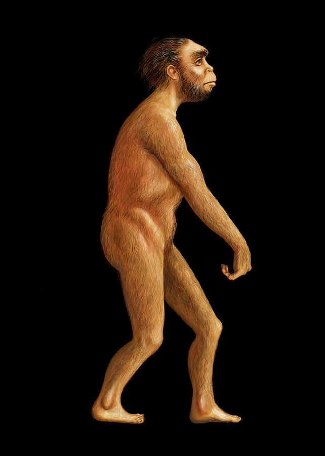 Homo naledi Walked Earth More Recently than Thought