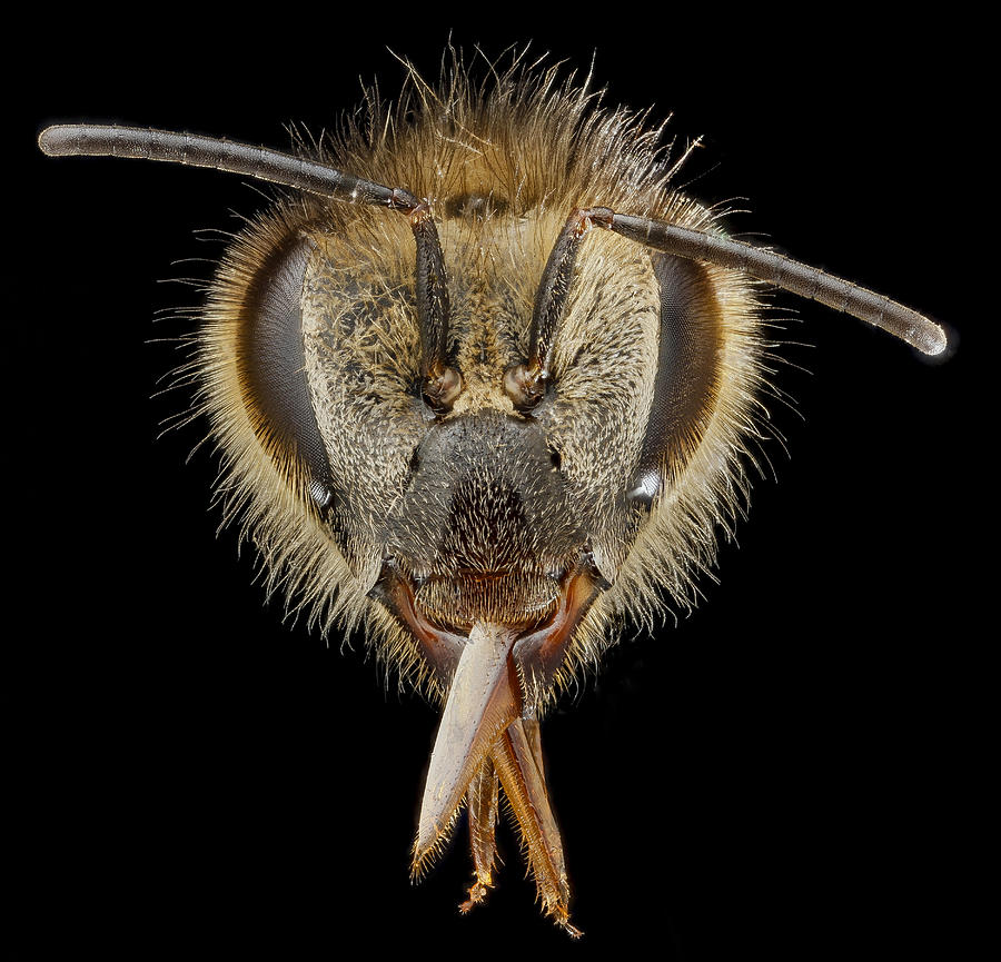 Honey Bee, Apis Mellifera, Female #3 Photograph by Science Source