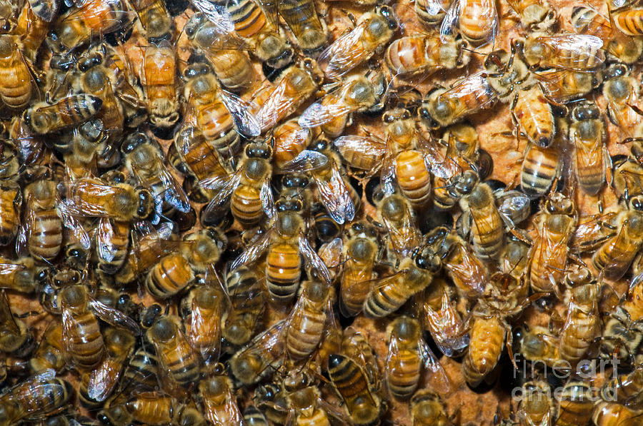 Insects Photograph - Honey Bees In Hive #2 by Millard H. Sharp