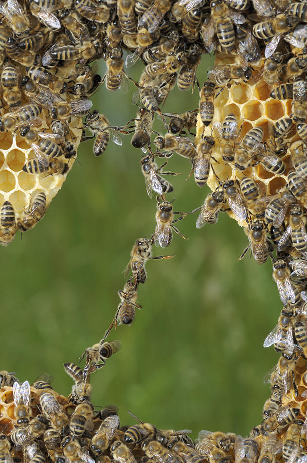 Honey Bees Join To Repair Honeycomb #2 Photograph by Heidi & Hans-Juergen Koch