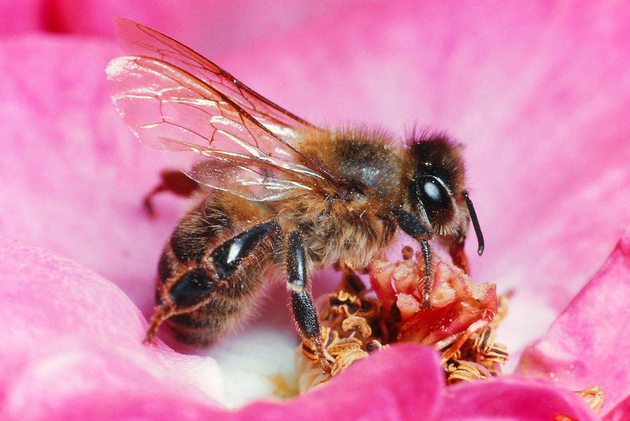 Honeybee #2 Photograph by Harry Rogers