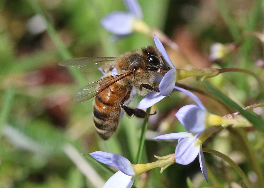Honeybee on Bluet #1 Photograph by Lucinda VanVleck