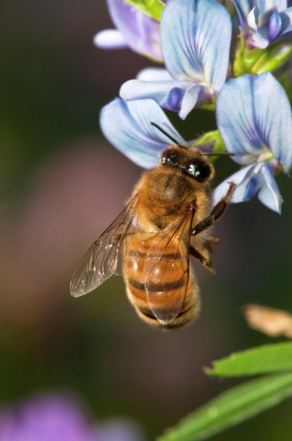 Honeybee On Cultivated Medicago Sativa Photograph By Dr John Brackenbury Science Photo Library