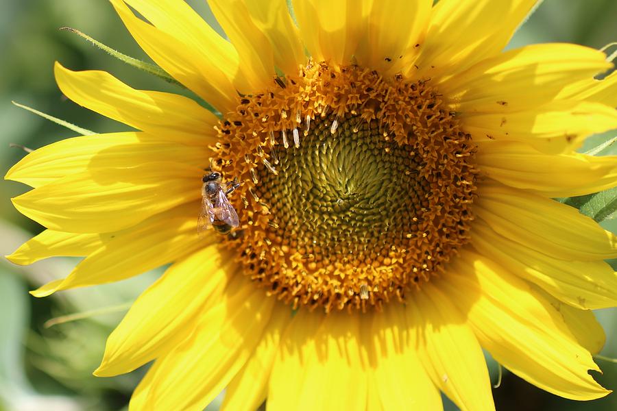 Honeybee on Sunflower #1 Photograph by Lucinda VanVleck