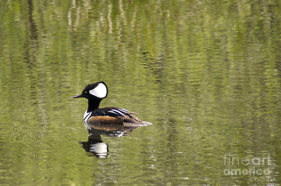Hooded Merganser #2 Photograph by Sean Griffin