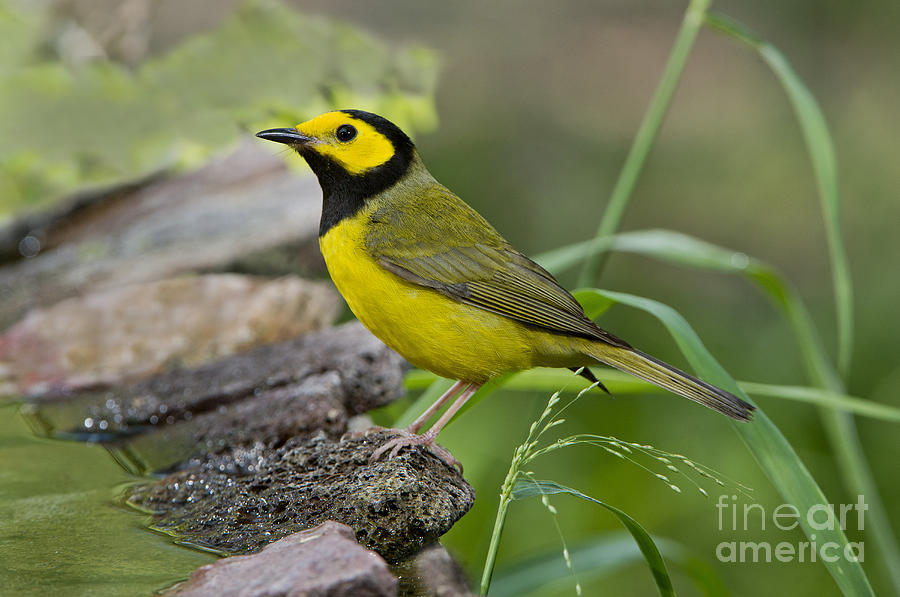 Warbler Photograph - Hooded Warbler #2 by Anthony Mercieca