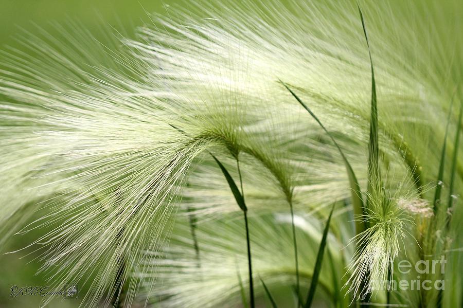 Farm Photograph - Hordeum Jubatum Grass #3 by J McCombie